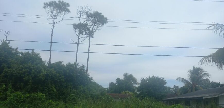 SAPPODILLA BOULEVARD, PIN SAPPODILLA BOULEVARD, PIN