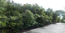MOUNT CURTIS DR, STELLA M