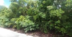 MOUNT CURTIS DR, STELLA M
