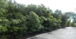 MOUNT CURTIS DR, STELLA M