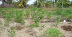 1.020 ACRES MANGROVE CAY