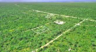 3 LOTS PINEHURST BAH PALM