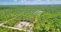 3 LOTS PINEHURST BAH PALM