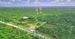 3 LOTS PINEHURST BAH PALM