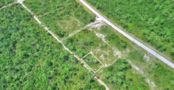 3 LOTS PINEHURST BAH PALM