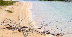 7B – 5 Acre Parcel